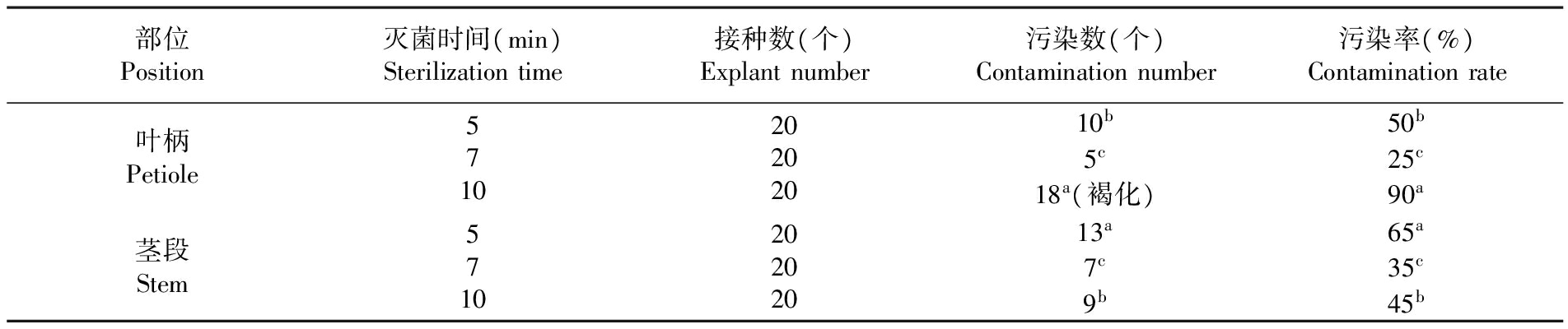 金钻蔓绿绒的蜜柚视频了app下载汅api免费下载苗繁殖生产技术研究