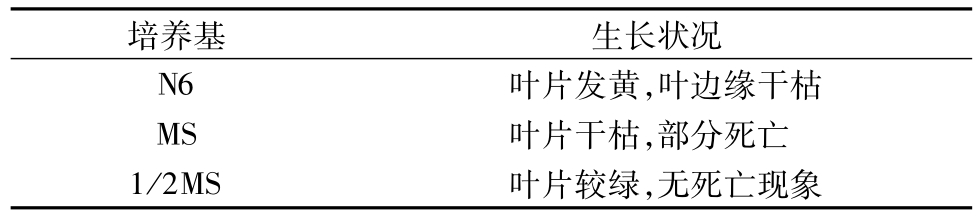 蜜柚视频了app下载汅api免费下载架