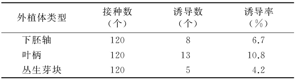 甜菜雄性不育系高效蜜柚视频了app下载汅api免费下载再生体系的建立