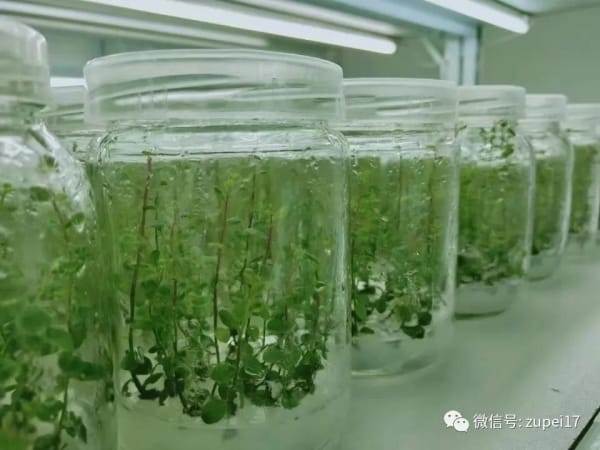 蜜柚视频了app下载汅api免费下载